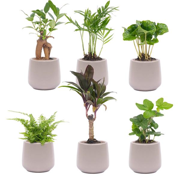 Mini planten set 6 – Inclusief 6x pot Joey grijs mat