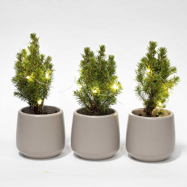 Mini kerstboom set 3 – Inclusief 3x pot Joey grijs + 20 led lights