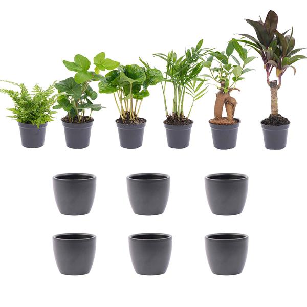 Mini planten set 6 – Inclusief 6x pot Boule Antraciet