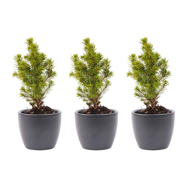 Mini-kerstboom set 6 – inclusief Boule Antraciet pot