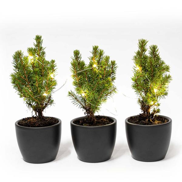 Mini-kerstboom set 3 – inclusief Boule Antraciet pot + 20 led lights