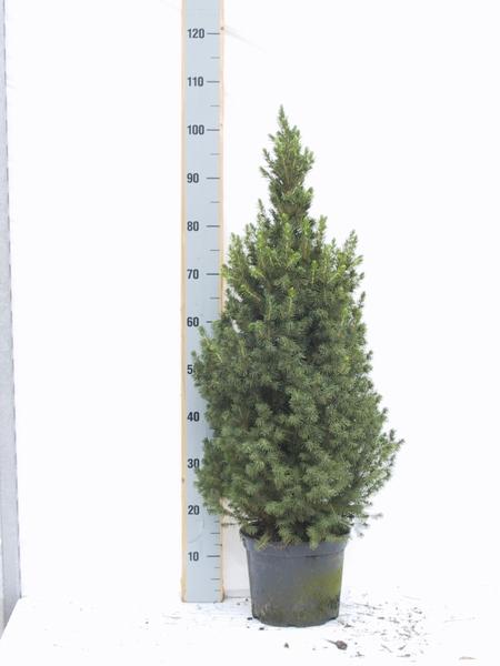 Picea Glauca Conica – Ø24cm – ↕100/110cm