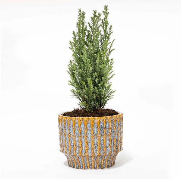 Kerstboom ‚Ellwoodii‘ + Pot Echo – 25 – 30 cm hoog