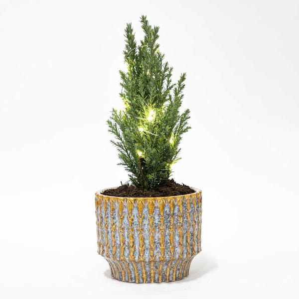 Kerstboom ‚Ellwoodii‘ + Pot Echo + 20 Kerstverlichting – 25 – 30 cm hoog