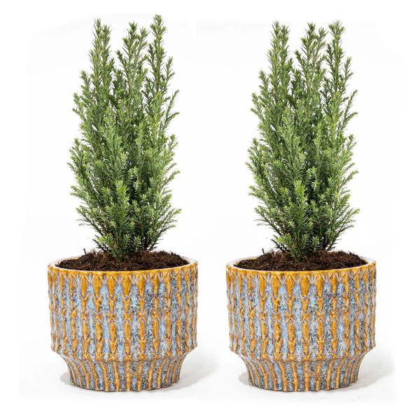 Set van 2 – Kerstboom ‚Ellwoodii‘ + Pot Echo – 30 cm hoog