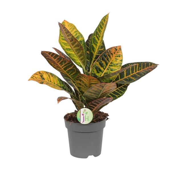 Codiaeum Petra – Croton – Ø17cm – ↕45cm