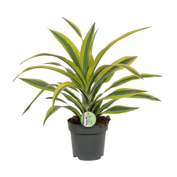 Dracaena Fragrans Lemon Lime – Ø17cm – ↕40cm