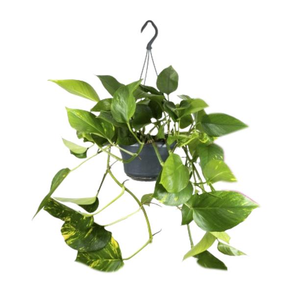 Epipremnum Aureum – Ø15cm – ↕25cm