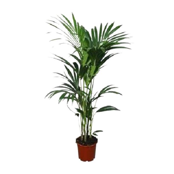 Howea forsteriana – Ø21cm – ↕120cm – Ø24 – ↨120cm