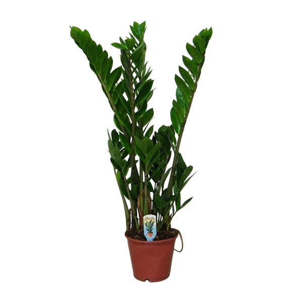 Zamioculcas Zamiifolia – Ø14cm – ↕50cm