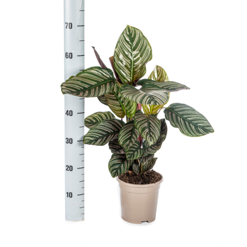 Calathea Ornata Sanderiana Ø17cm - ↕45cm – Bild 4