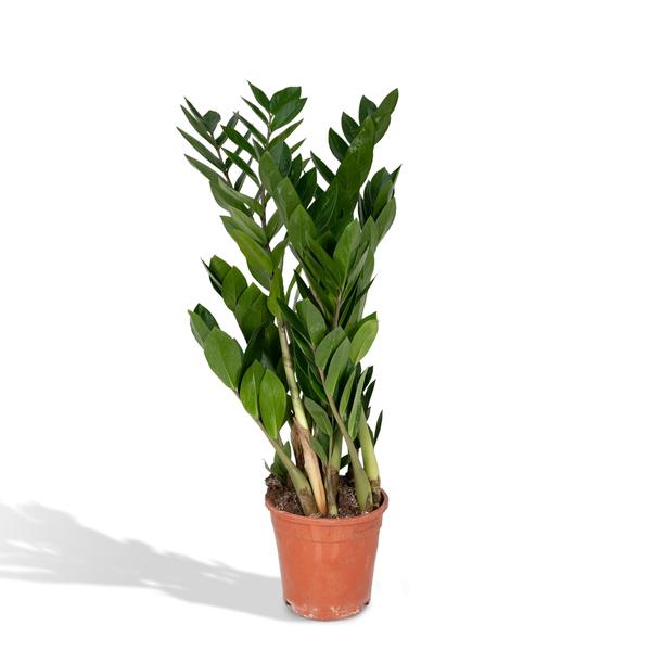 Zamioculcas Zamiifolia – Ø17cm – ↕70cm