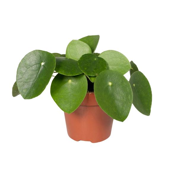 Pilea Peperomiodes – Pfannkuchenfabrik – Ø12cm – ↕20cm