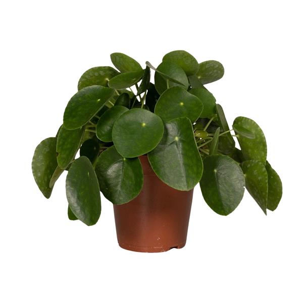 Pilea Peperomiodes – Pfannkuchenfabrik – Ø15cm – ↕25cm