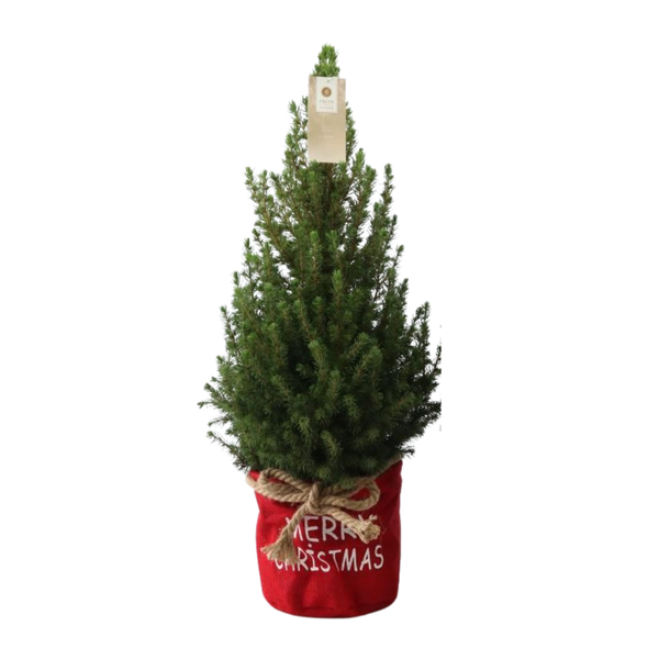 Kleine Weihnachtsbaum in Xmas Bag rot – 70 cm – Picea Glauca Conica – Standalone