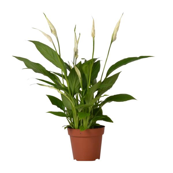 Spathiphyllum Bingo Cupido – Ø12cm – ↕45cm