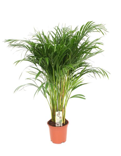 Dypsis Lutescens – Areca – Ø21cm – ↕110cm