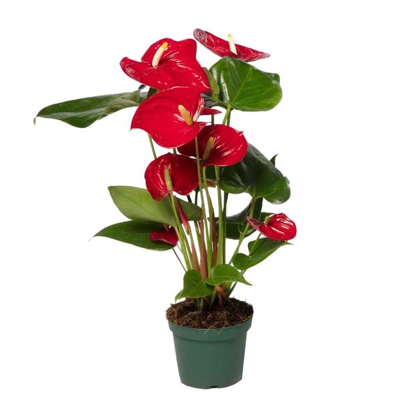 Anthurium Red – Ø17cm – ↕55cm – Ø12cm – ↕40cm