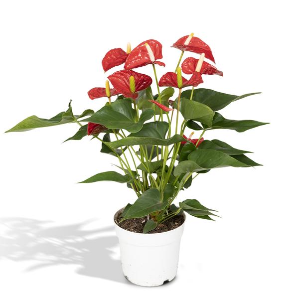 Anthurium Red – Ø17cm – ↕55cm – Ø17cm – ↕55cm