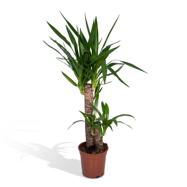 Yucca Elephantipes – Ø17cm – ↕85cm