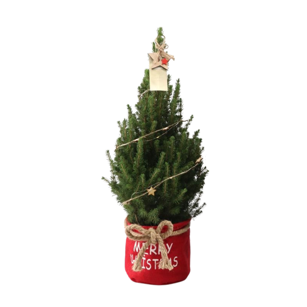 Kleine Weihnachtsbaum in Xmas Bag rot – 70 cm – Picea Glauca Conica – Star lighting including batteries