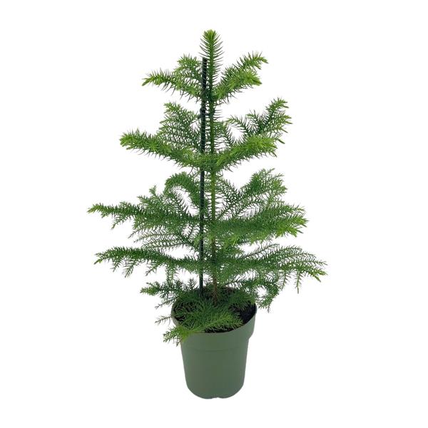 Araucaria Heterophylla – Ø14cm – ↕40cm