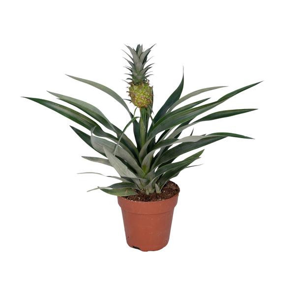 Bromelia Ananas – Ø12cm – ↕30cm