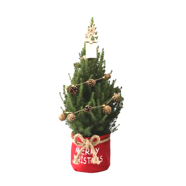 Kleine Weihnachtsbaum in Xmas Bag rot – 70 cm – Picea Glauca Conica – Pine cone lighting including batteries