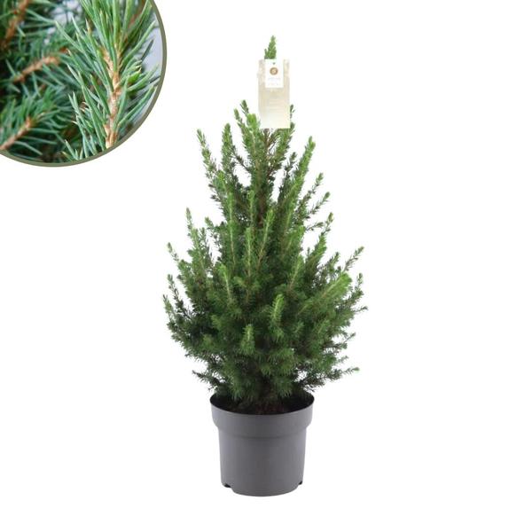 Kleine Weihnachtsbaum – Picea gl. Conica ‚December‘ Ø19