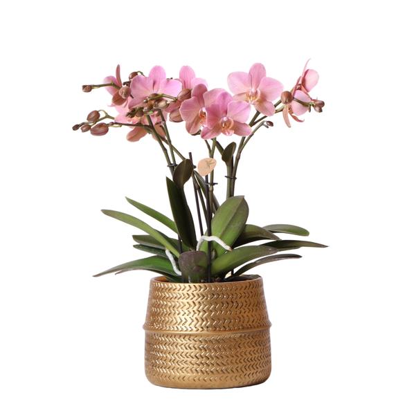 Kolibri Orchids | Rosa Phalaenopsis Orchidee – Treviso in Groove Topf gold – Topfgröße Ø12cm – 35cm hoch | blühende Zimmerpflanze im Blumentopf – frisch vom Züchter