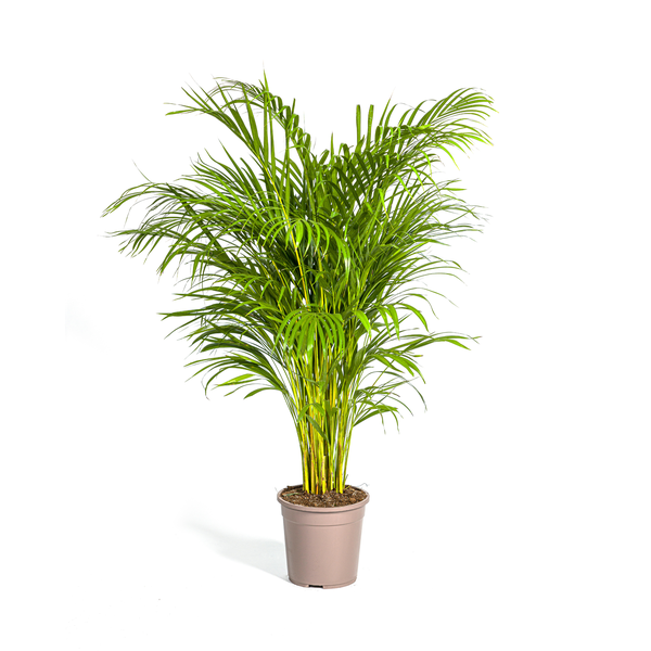 Dypsis Areca Lutescens Ø24cm – ↕140cm