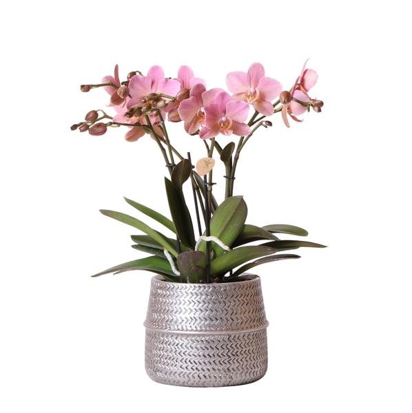 Kolibri Orchids | Rosa Phalaenopsis-Orchidee – Treviso im Groove-Topf silber – Topfgröße Ø12cm – 35cm hoch | blühende Zimmerpflanze im Blumentopf – frisch vom Züchter