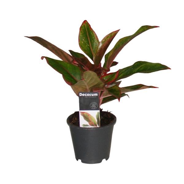 Aglaonema Crete – Ø12cm – ↕50cm