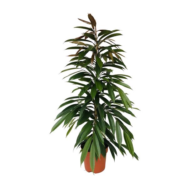 Ficus Binnendijkii Amstel King – Ø21cm – ↕95cm