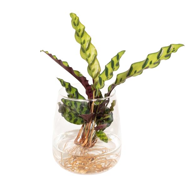 Calathea Insignis in Kingston glas – Ø12cm – ↕30cm