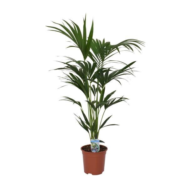 Howea forsteriana – Ø21cm – ↕120cm – Ø21 – ↨120cm