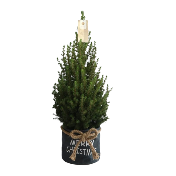 Kleine Weihnachtsbaum in Xmas Bag blau – 70 cm – Picea Glauca Conica – Standalone