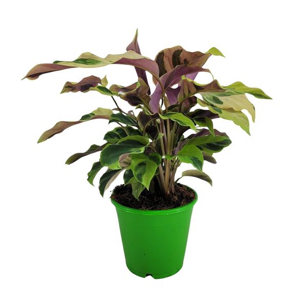 Calathea Yellow Fusion Ø14cm – ↕14cm