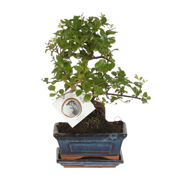 Bonsai S-vorm Ø15cm – ↕15cm