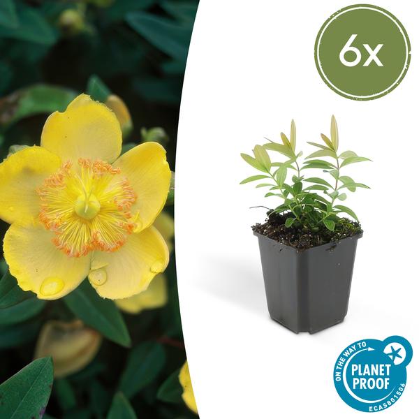 Hypericum calycinum – ↕10-25cm – Ø9cm – 6x