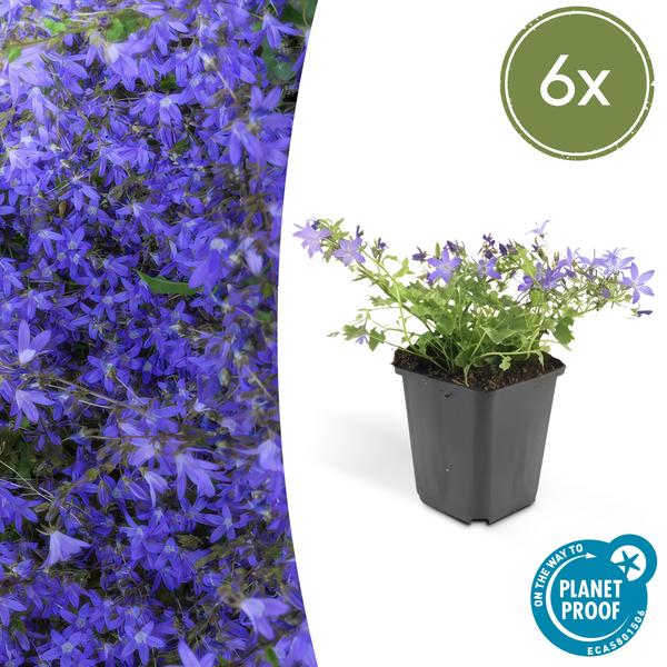 Campanula poscharskyana ‚Stella‘ – ↕10-25cm – Ø9cm – 6x