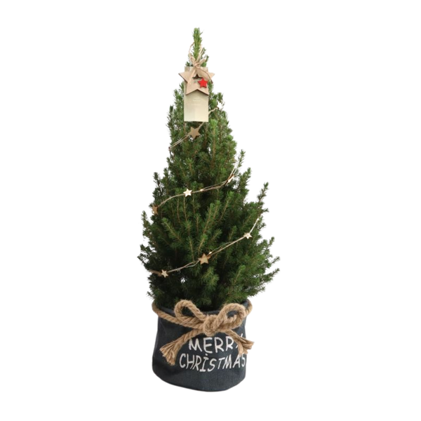 Kleine Weihnachtsbaum in Xmas Bag blau – 70 cm – Picea Glauca Conica – Star lighting including batteries