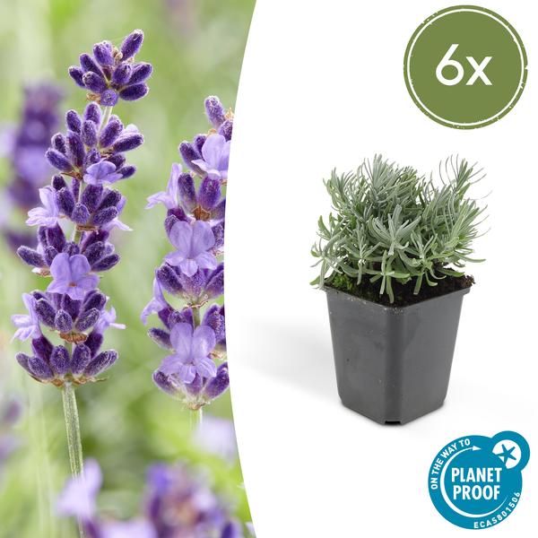 Lavandula ‚Hidcote‘ – ↕10-25cm – Ø9cm – 6x