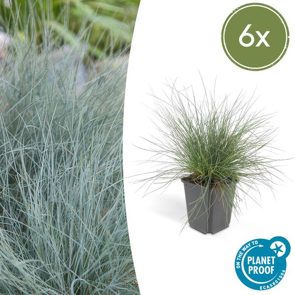 Festuca glauca ‚Elijah Bleu‘ – ↕10-25cm – Ø9cm – 6x