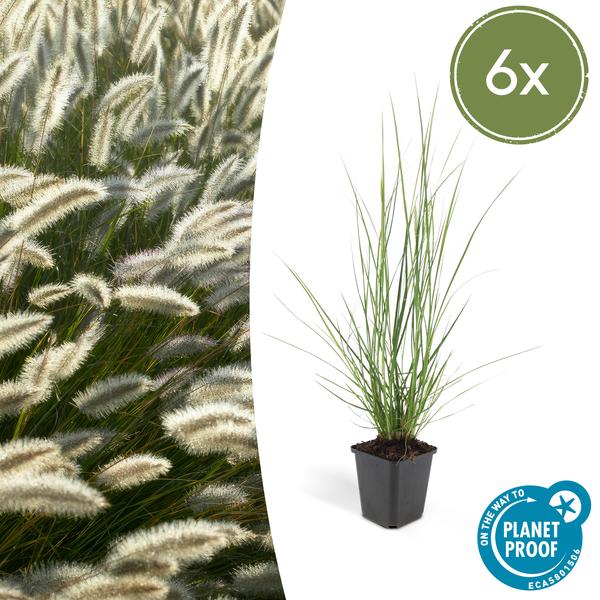 Pennisetum alopecuroides ‚Hameln‘ – ↕10-25cm – Ø9cm – 6x