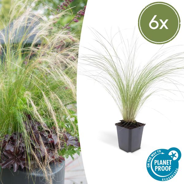 Stipa tenuissima ‚Ponytails‘ – ↕10-25cm – Ø9cm – 6x