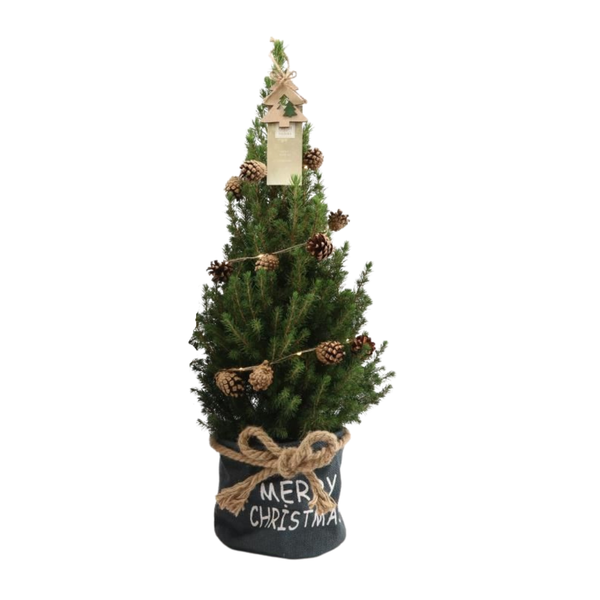 Kleine Weihnachtsbaum in Xmas Bag blau – 70 cm – Picea Glauca Conica – Pine cone lighting including batteries