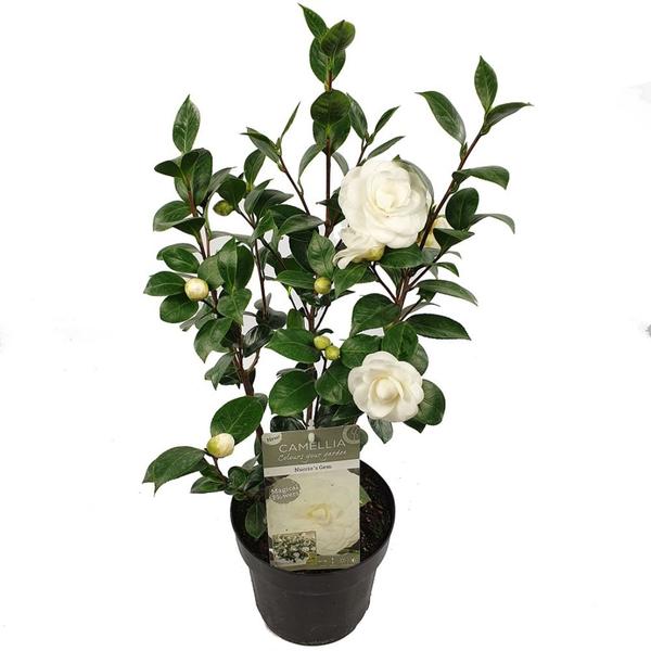 Camellia jap. ‚Nuccio’s Gem‘ – Ø19cm – ↕65cm