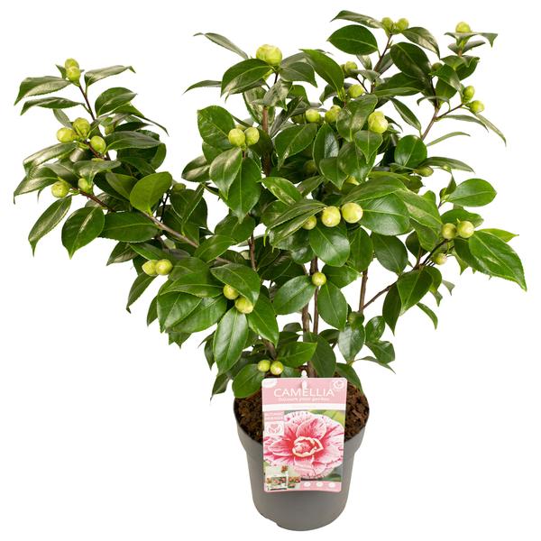 Camellia japonica Bonomiana – Ø29cm – ↕90cm – Ø19 – ↨65cm