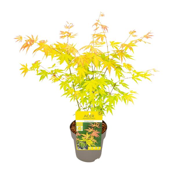 Acer palmatum Orange Dream – Ø15cm – ↕30cm